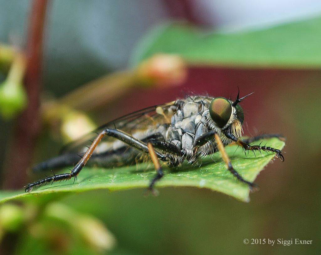 Gemeiner Strauchdieb Neoitamus cf cyanurus