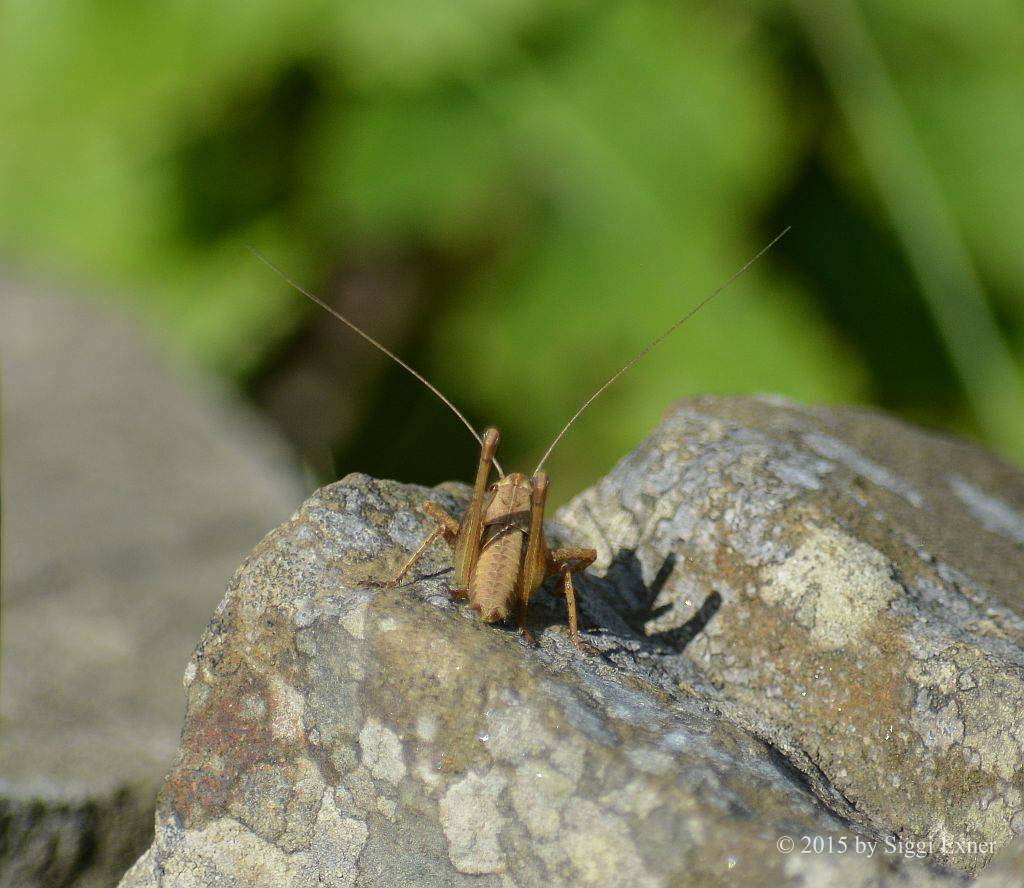 Gewhnliche Strauchschrecke Pholidoptera griseoaptera