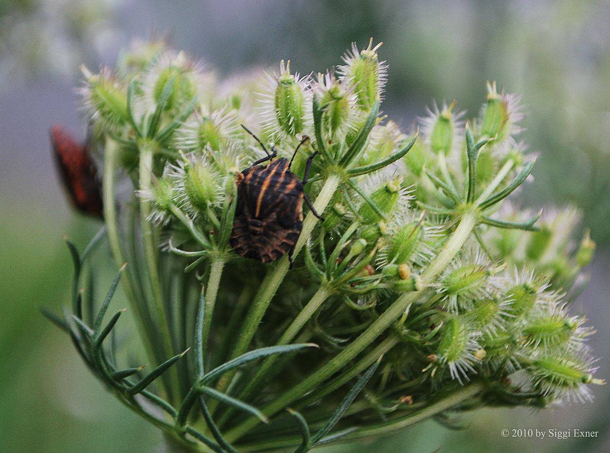 Streifenwanze Graphosoma lineatum