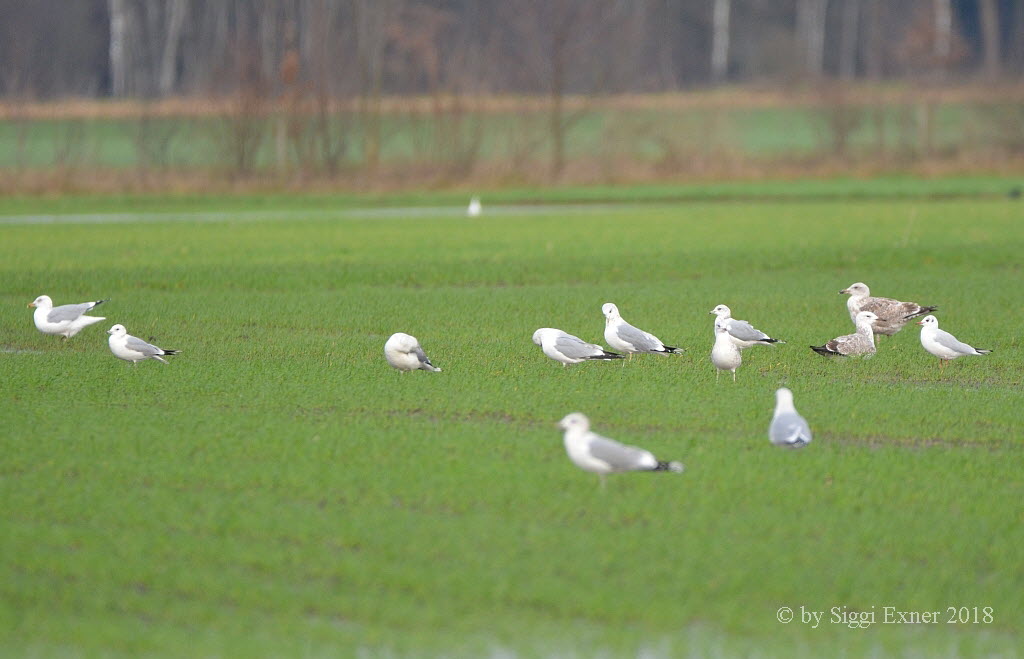 Sturmmwe Larus canus