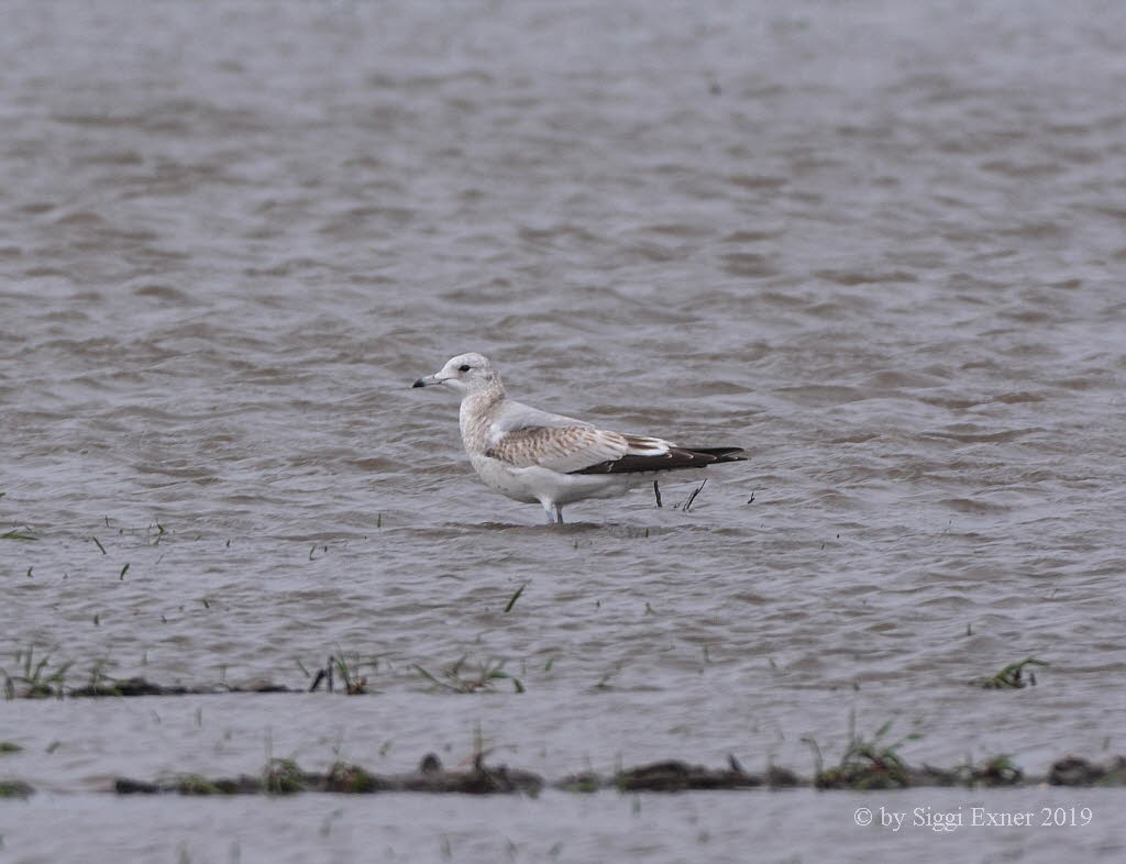 Sturmmwe Larus canus