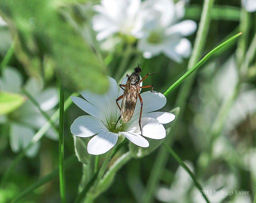 Empis opaca