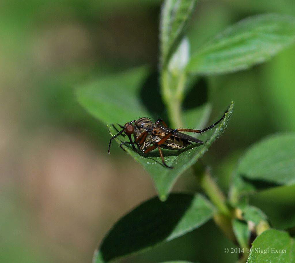 Empis opaca