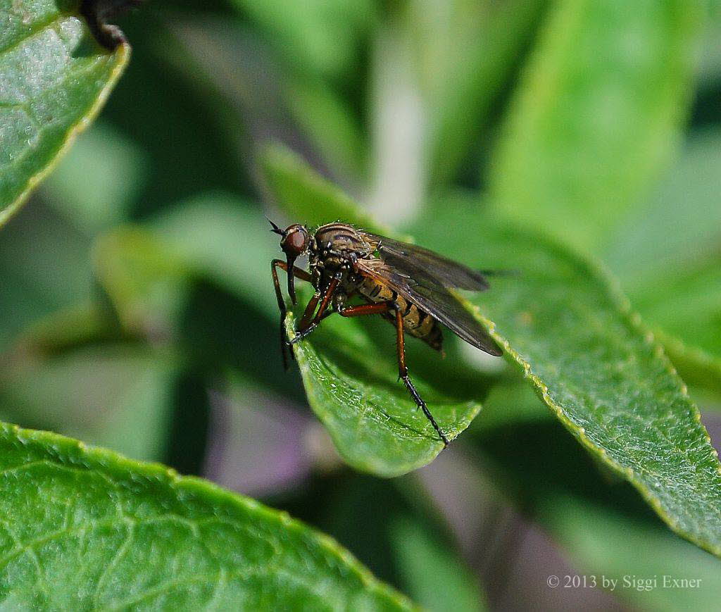 Empis opaca