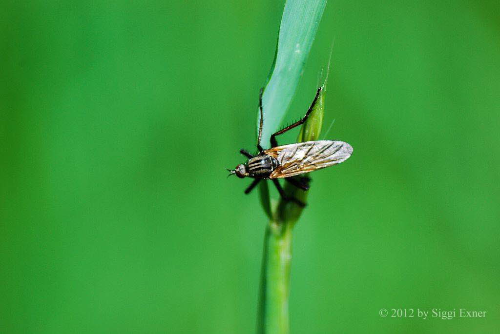 Empis tessallata Gewrfelte Tanzfliege