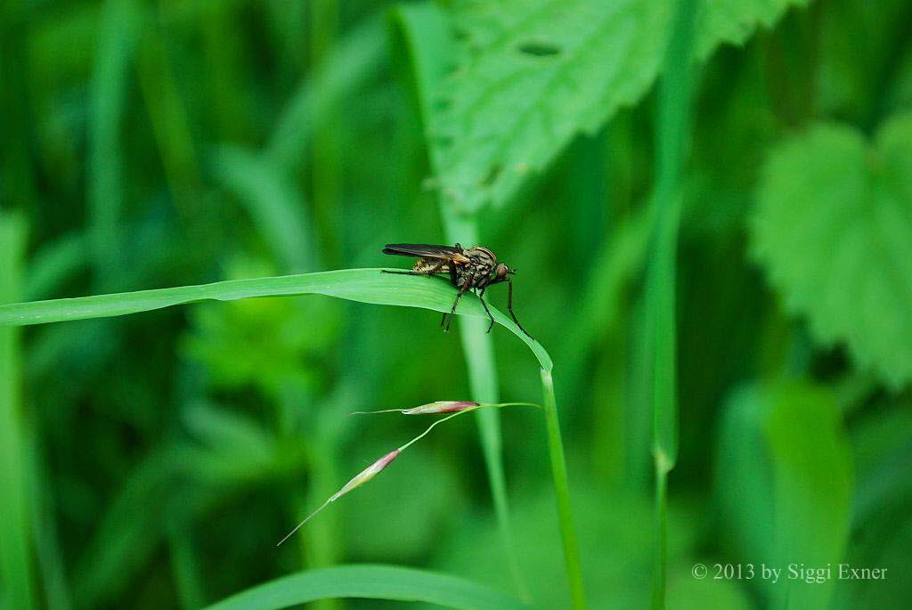 Empis tessallata Gewrfelte Tanzfliege