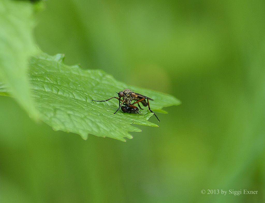 Tanzfliege Empis opaca