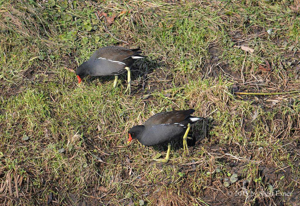 Teichhuhn Gallinula chloropus