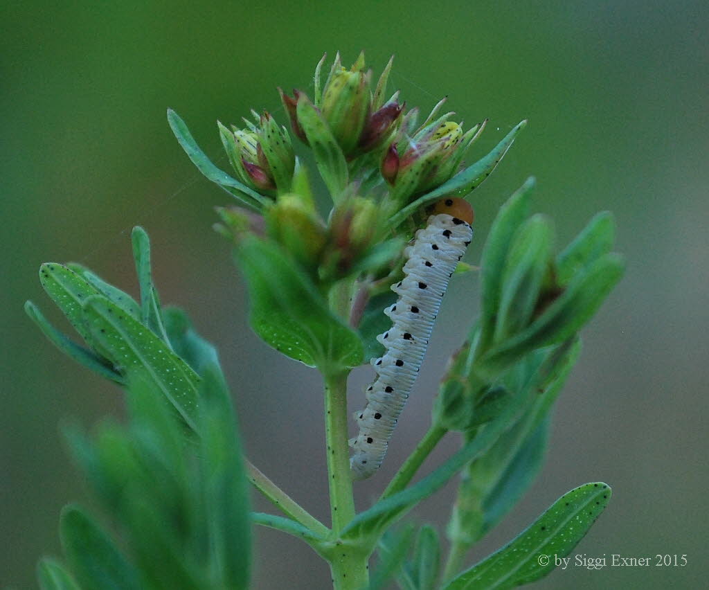 Tenthredo zonula