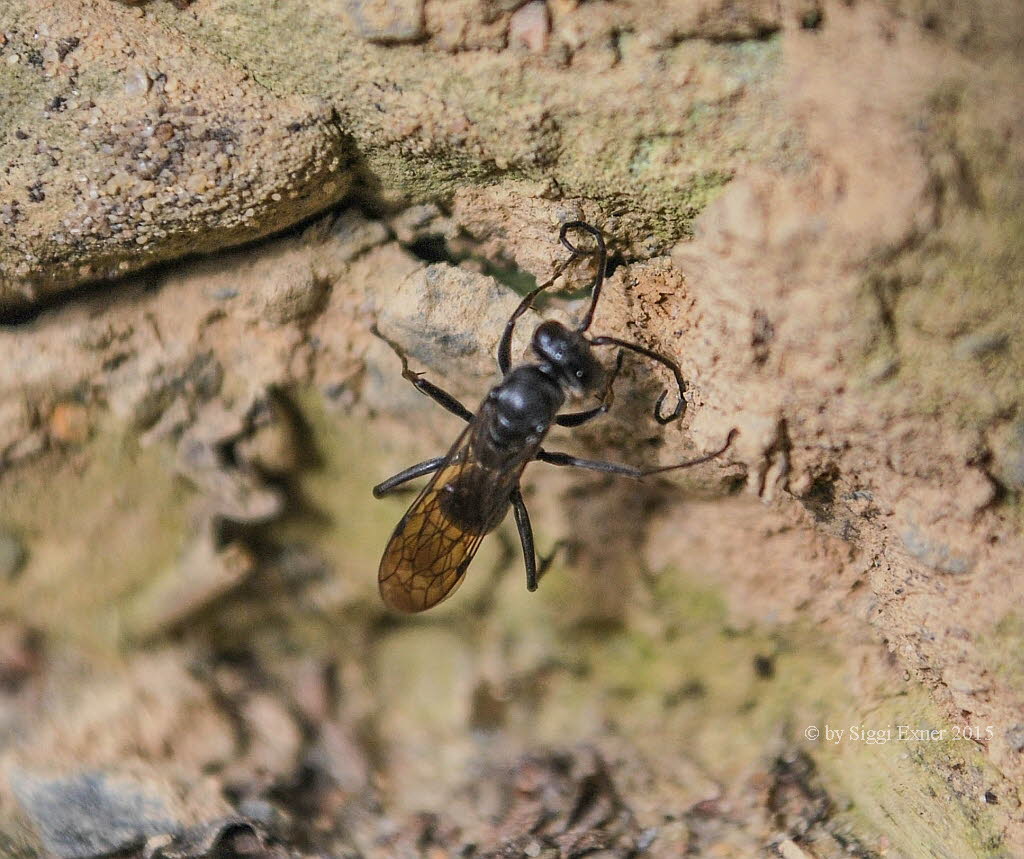 Auplopus carbonarius Tnnchenwegwespe 