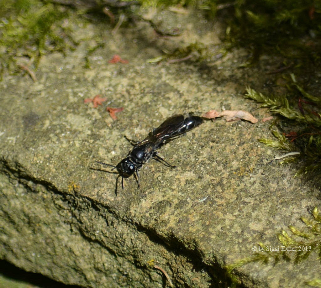 Trypoxylon figulus Tpfergrabwespe