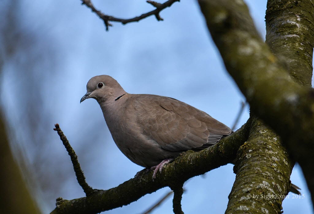 Trkentaube Streptopelia decaocto