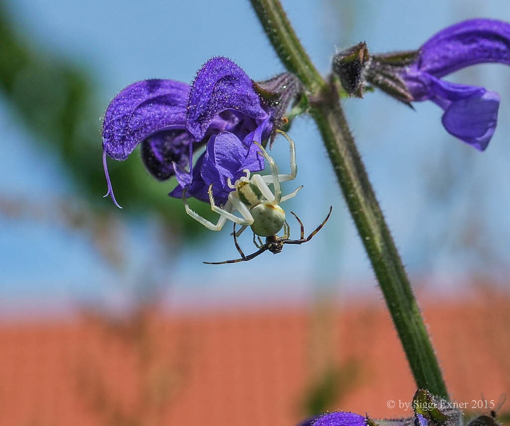 Vernderliche Krabbenspinne Misumena vatia