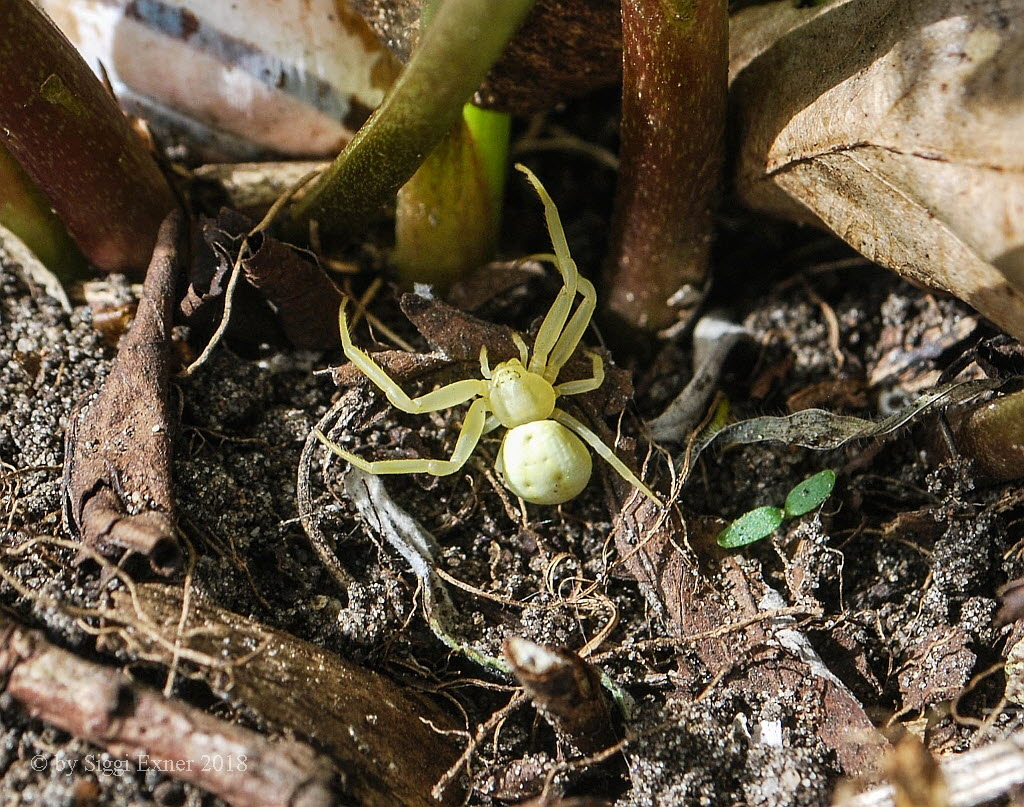 Vernderliche Krabbenspinne Misumena vatia