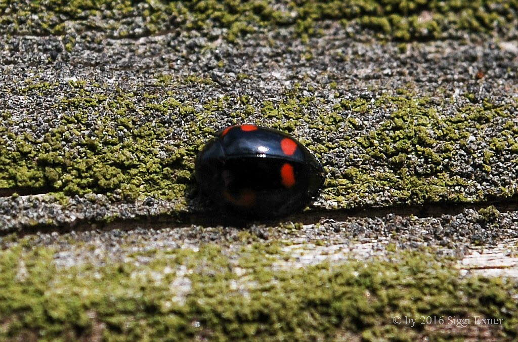 Vierfleckiger Kugelmarienkfer Brumus quadripustulatus