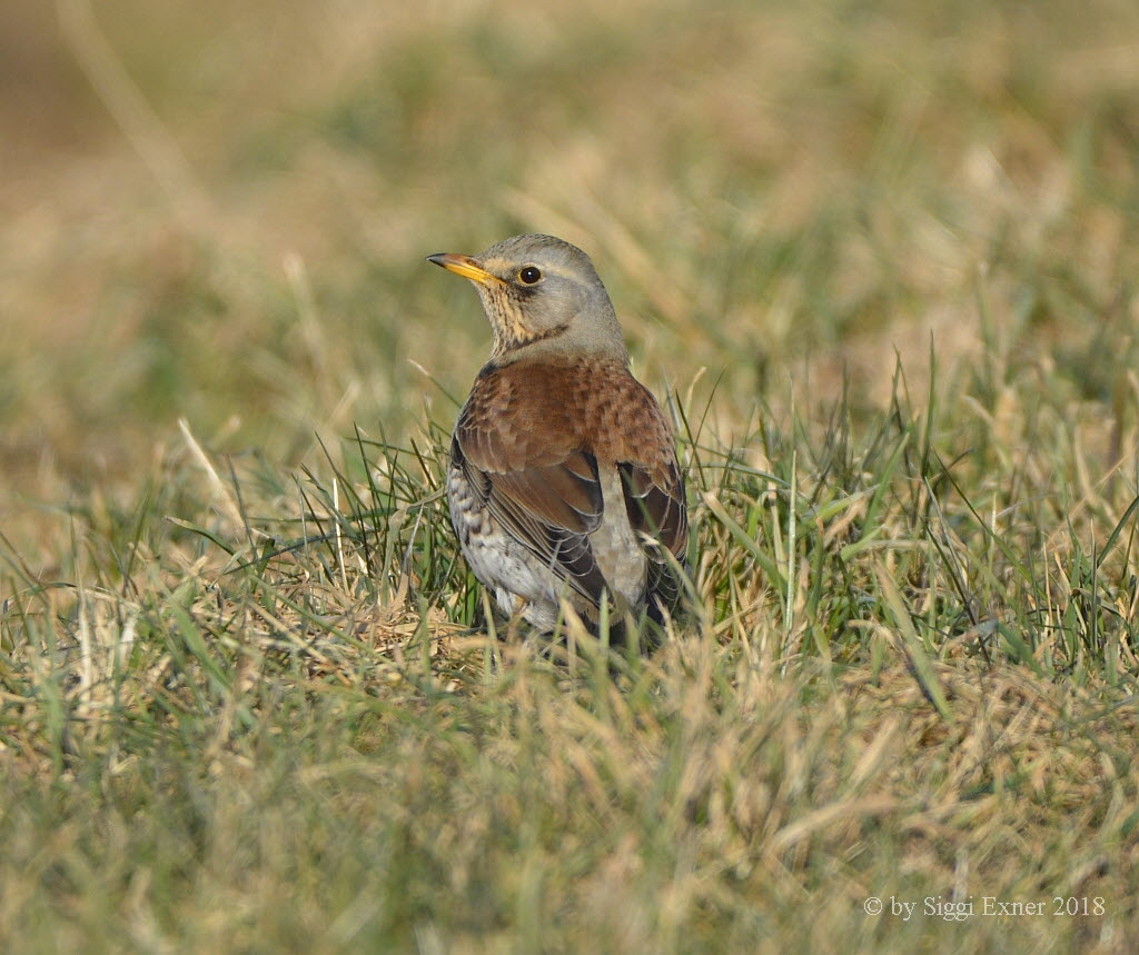 Wacholderdrossel Turdus pilaris