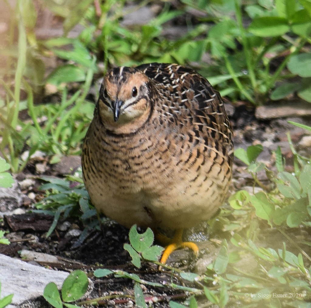 Wachtel Coturnix coturnix