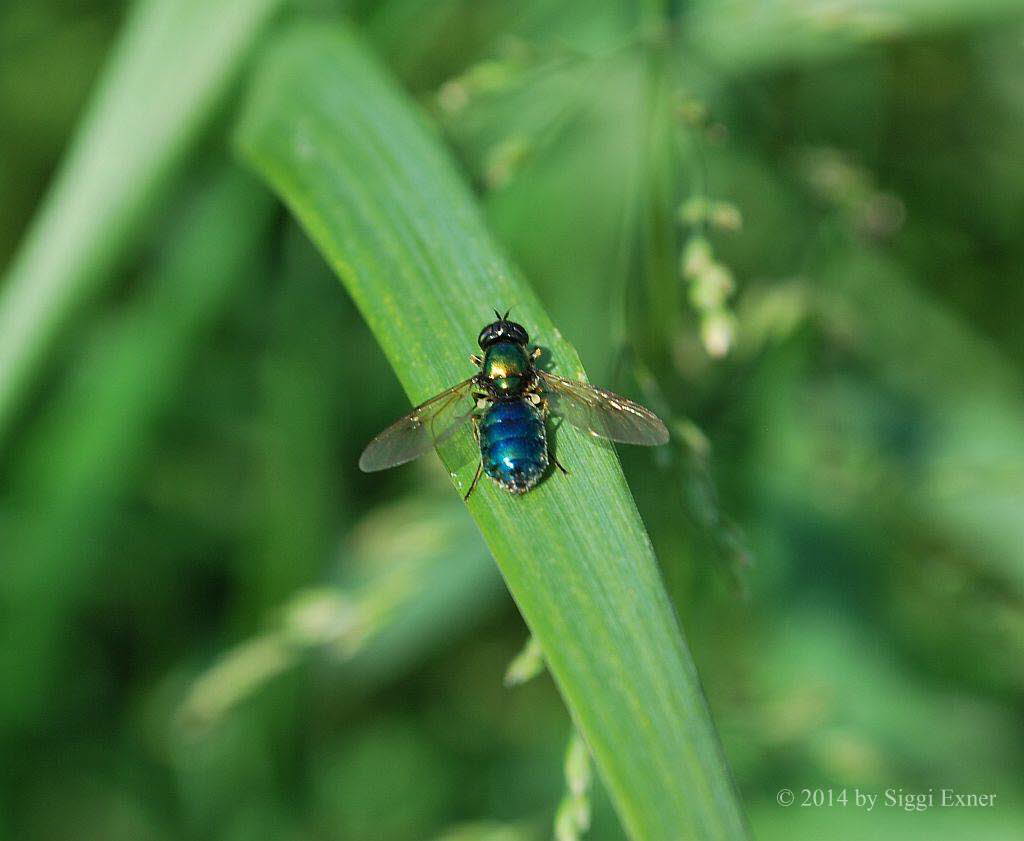 Waffenfliegen Chloromyia formosa