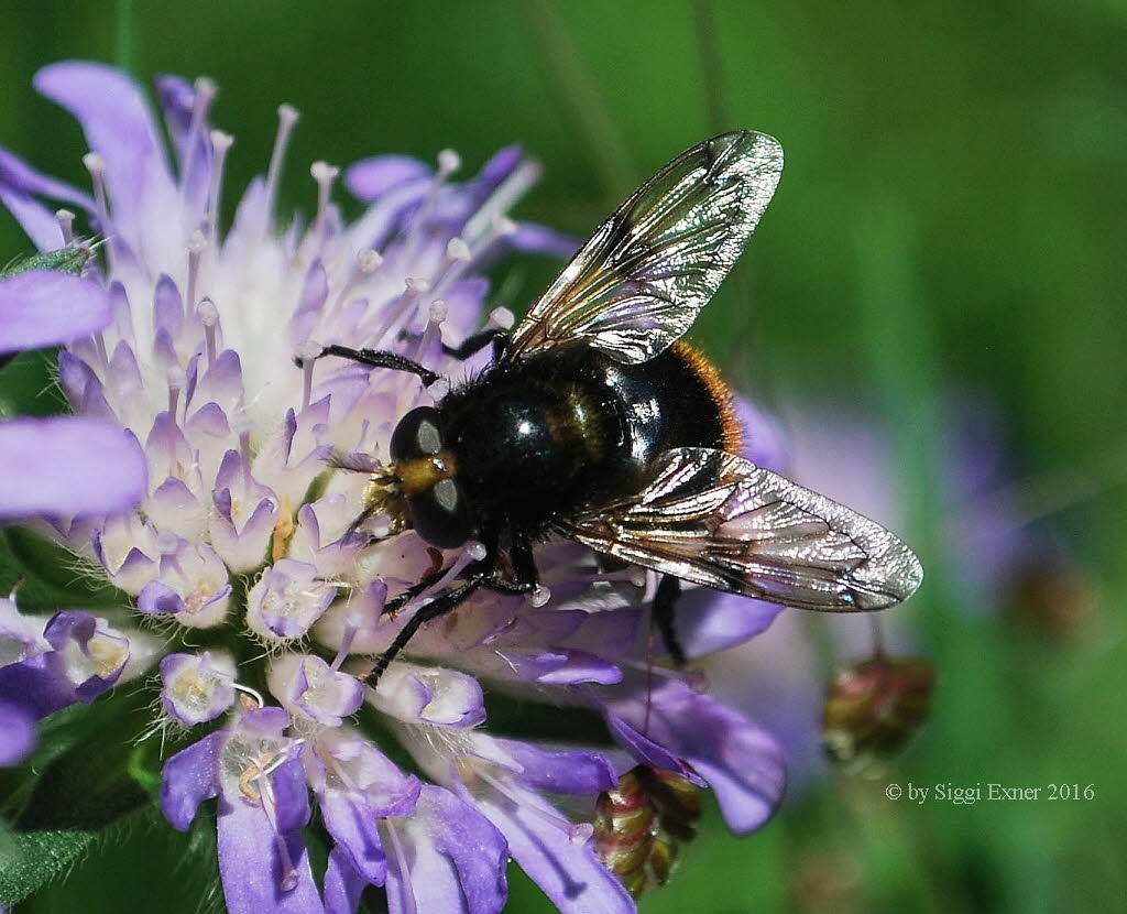 Volucella bombylans bombylans Wald-Hummelschwebfliege