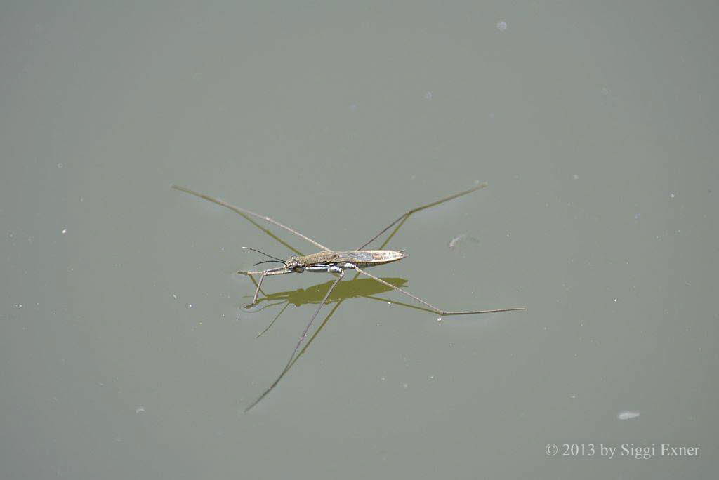 Wasserlufer Gerris lacustris