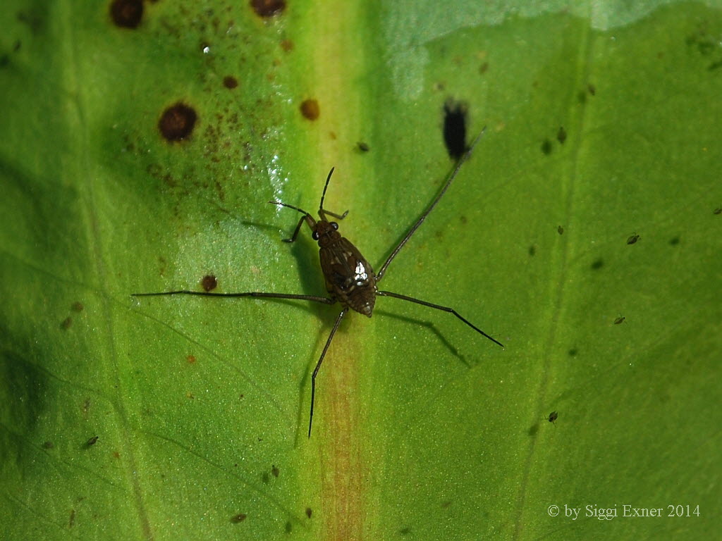 Wasserlufer Gerris lacustris