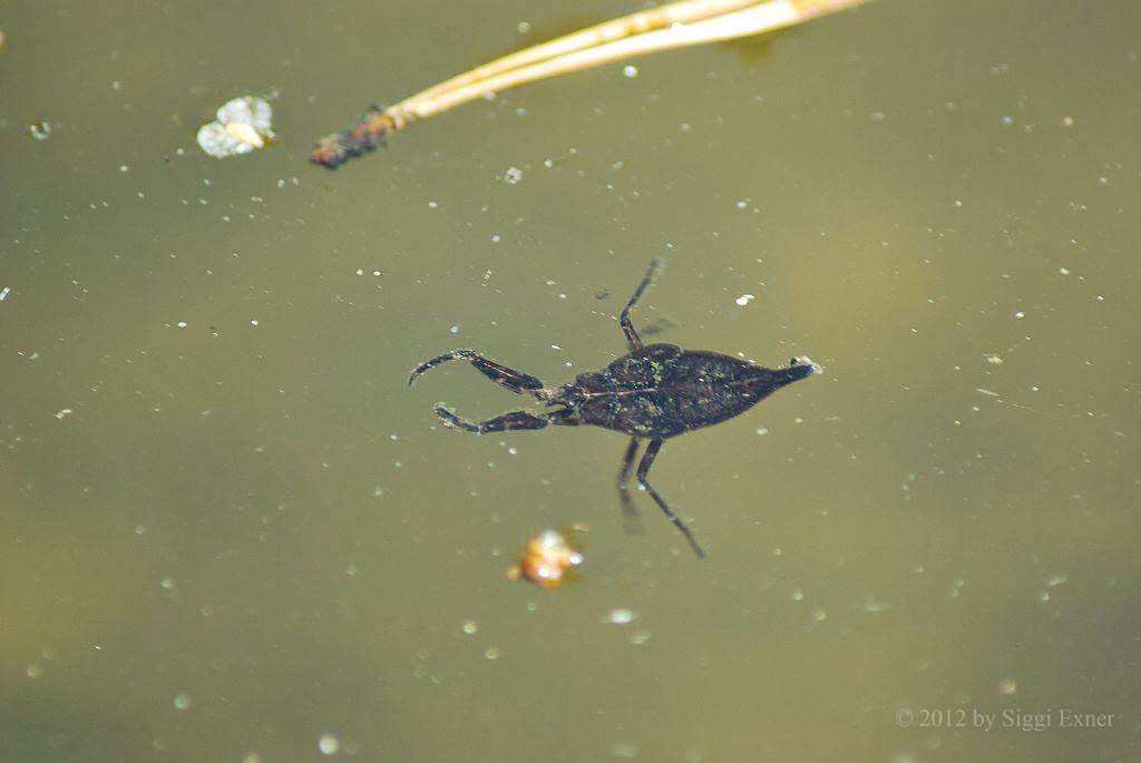 Wasserskorpion  Nepa cinerea