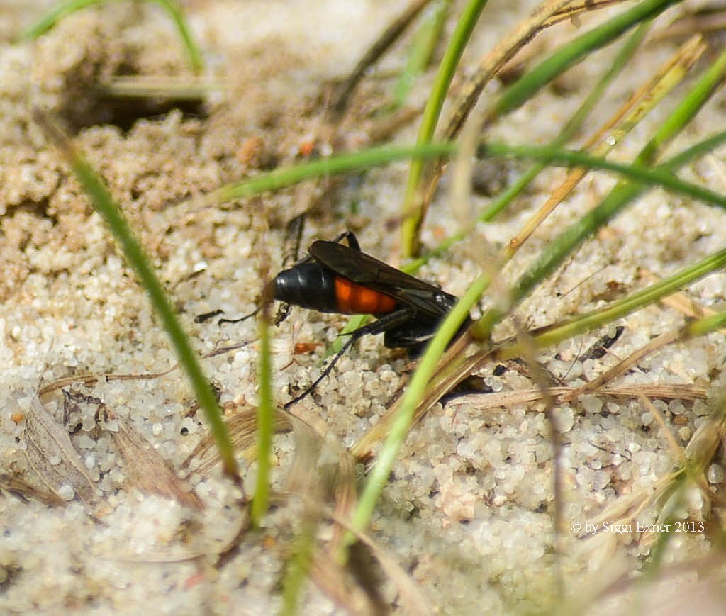 Anoplius  spec. Wegwespe