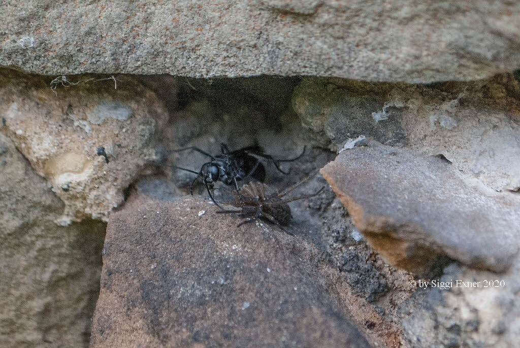 Anoplius concinnus Wegwespe 