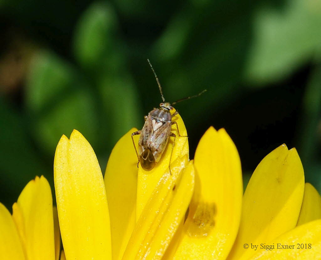 Lygus rugulipennis Behaarte Wiesenwanze