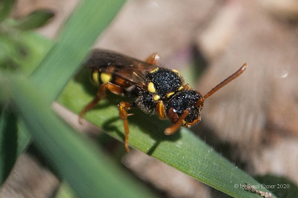 Nomada fucata Gemeine Wespenbiene