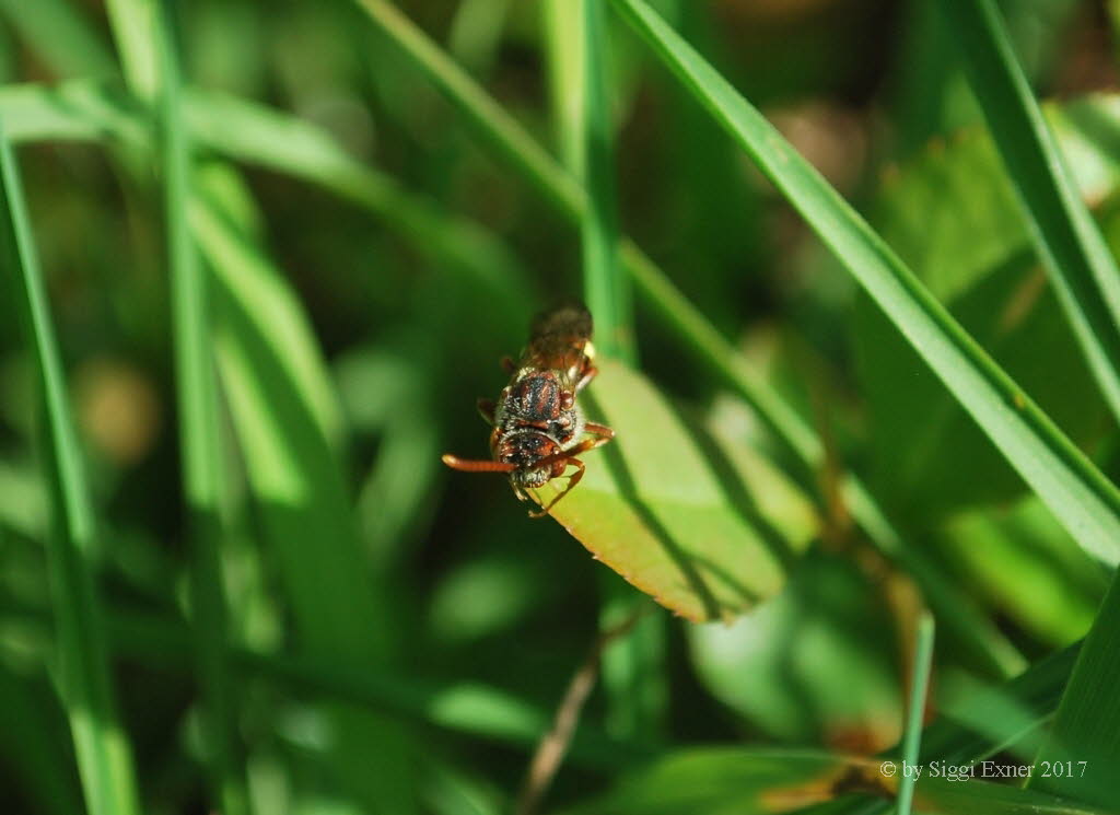 Nomada ruficornis Wespenbiene