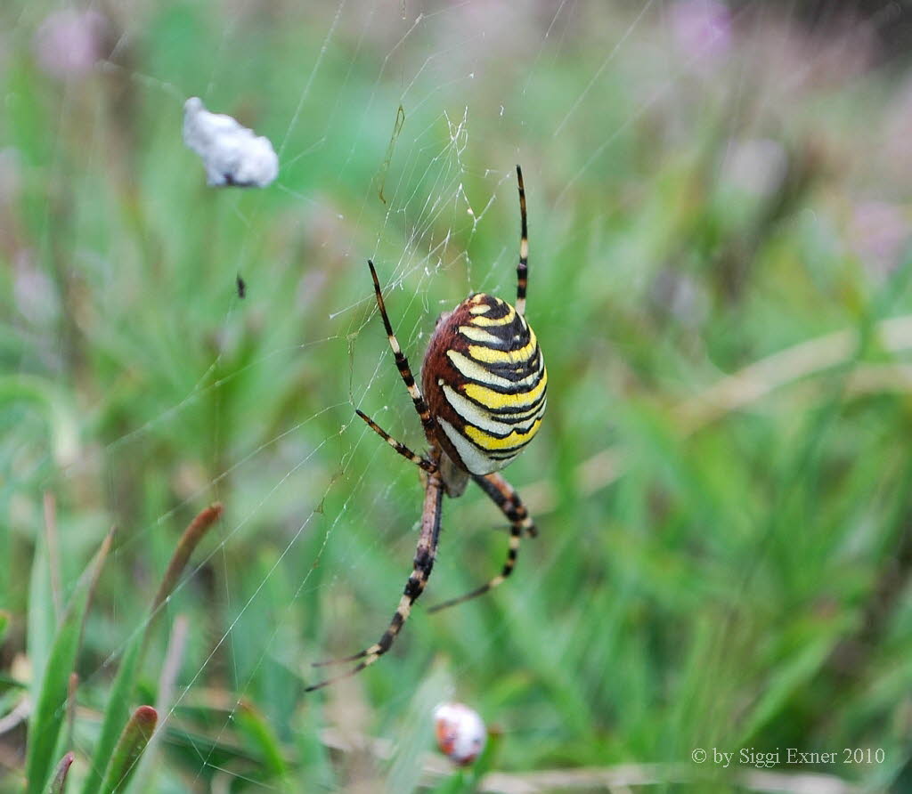 Wespenspinne Argiope bruennichi