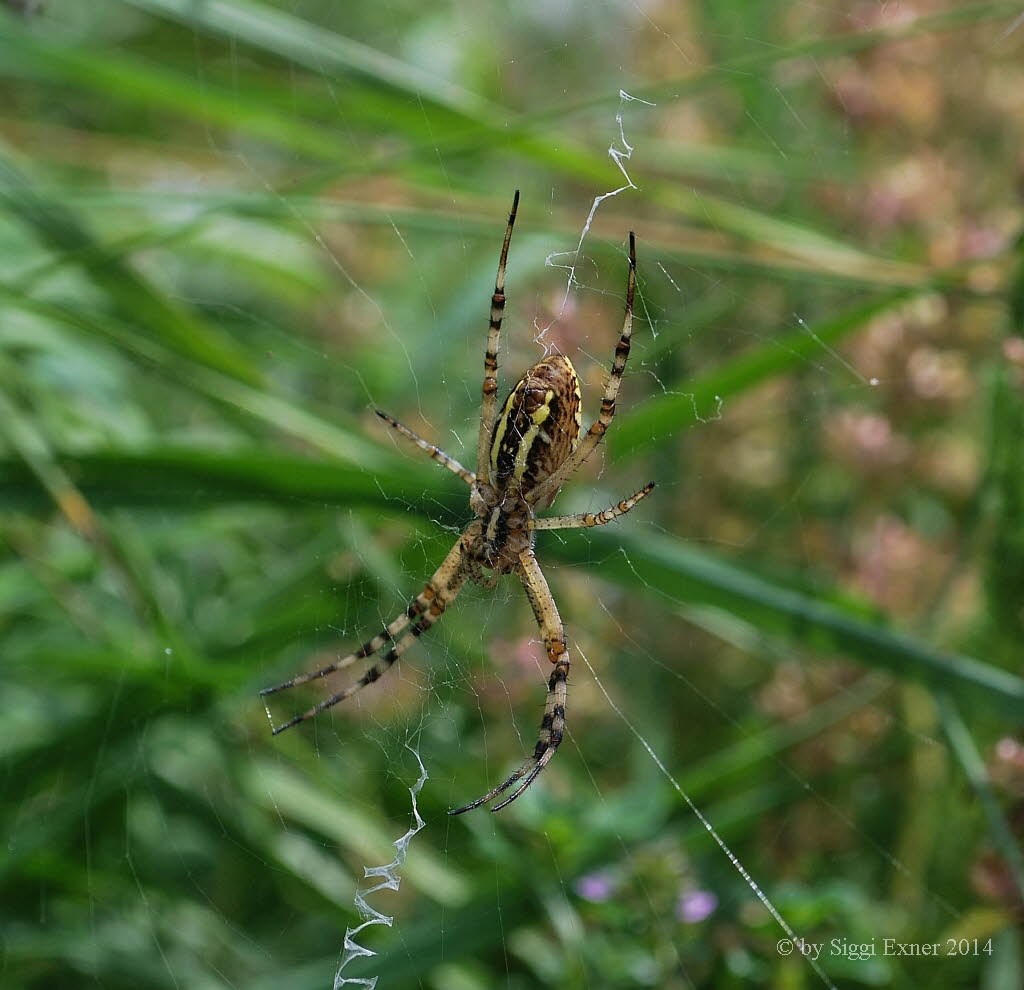 Wespenspinne Argiope bruennichi