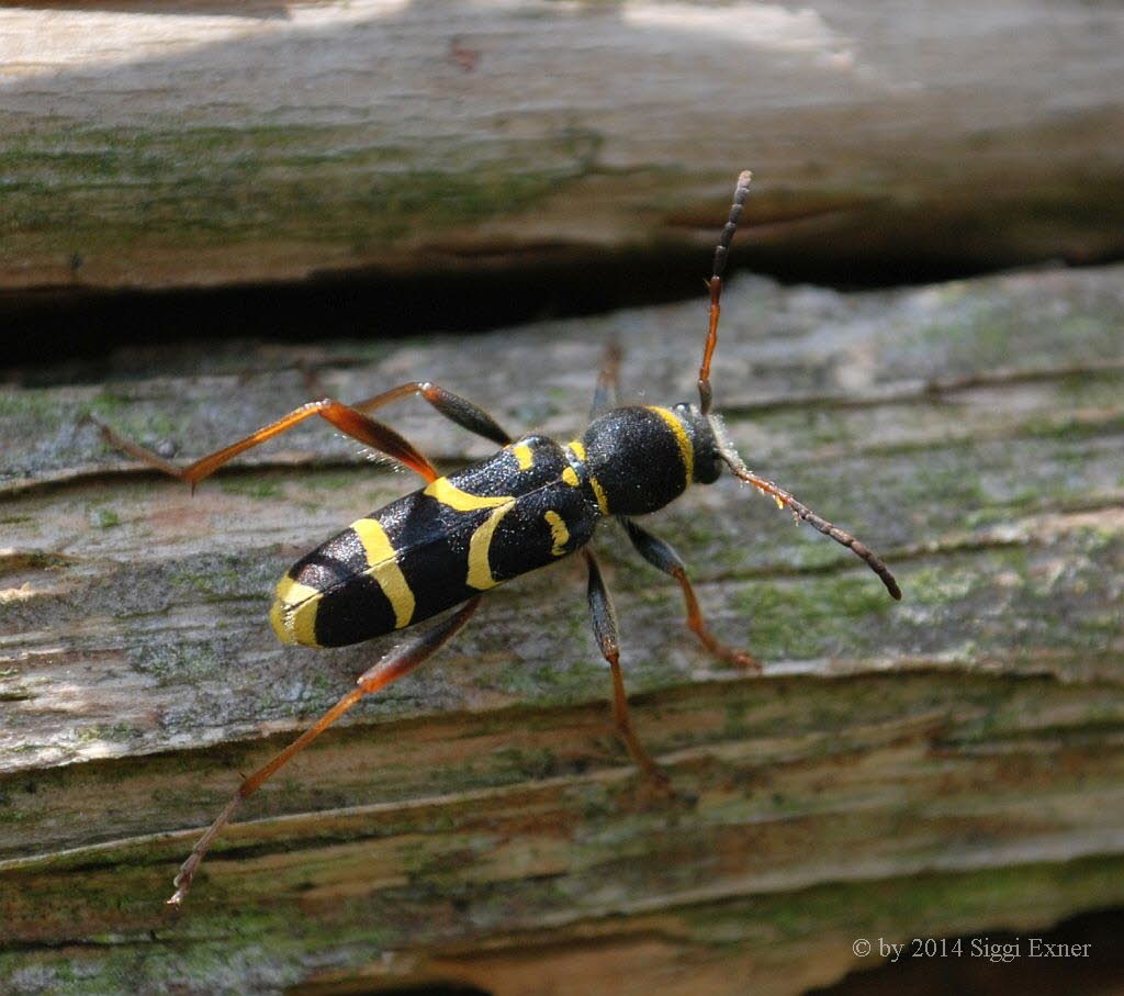 Echter Widderbock Clytus arietis