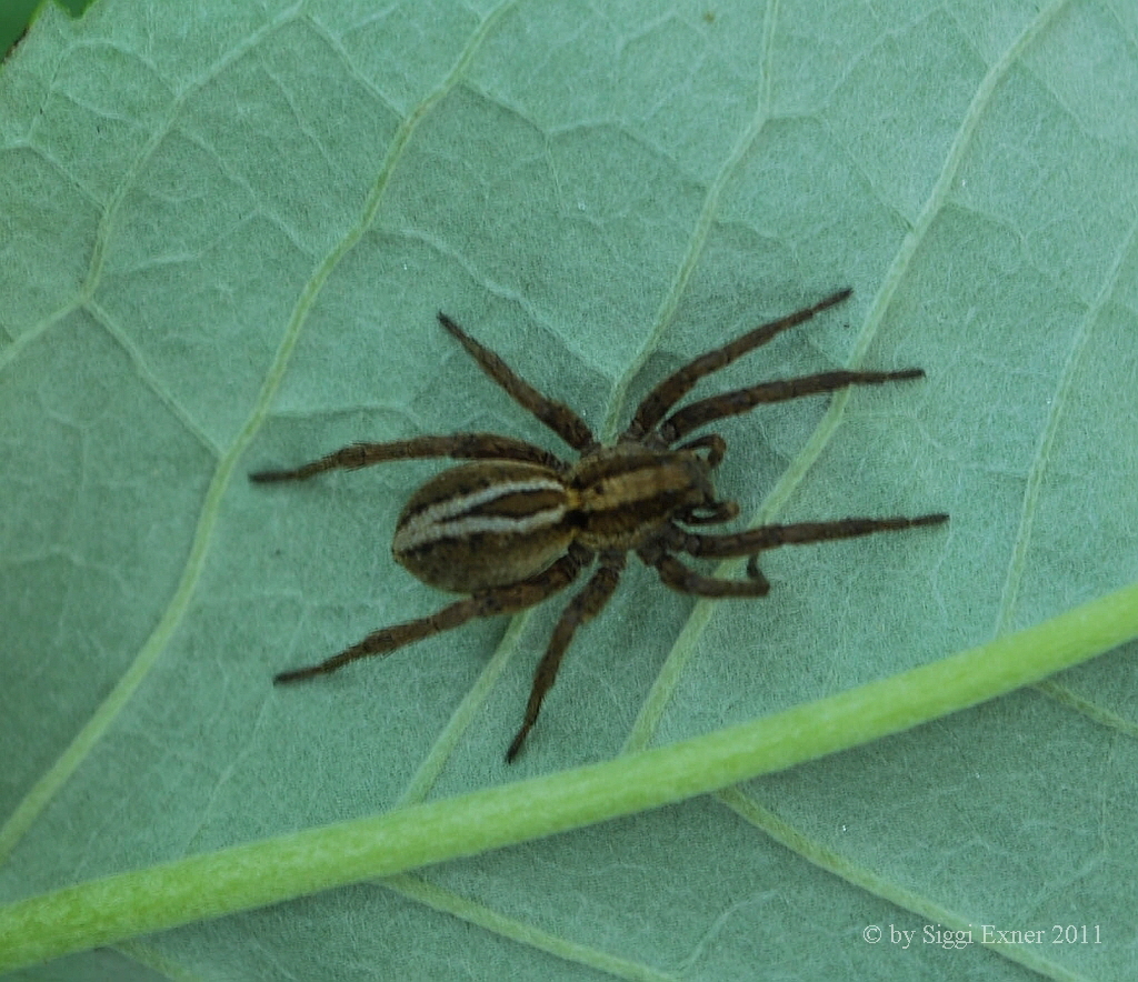 Dickfupantherspinne Alopecosa  cuneata