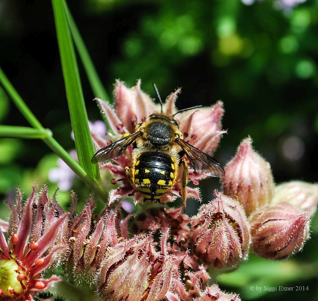 Anthidium manicatum Groe Wollbiene 