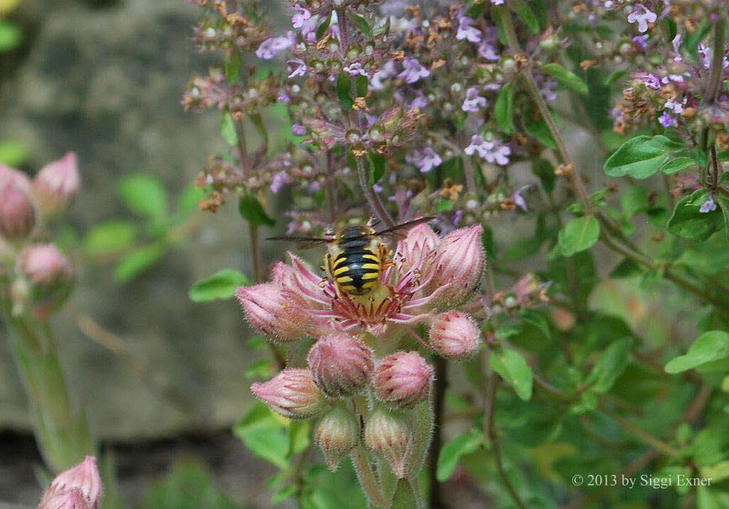 Groe Wollbiene Anthidium manicatum