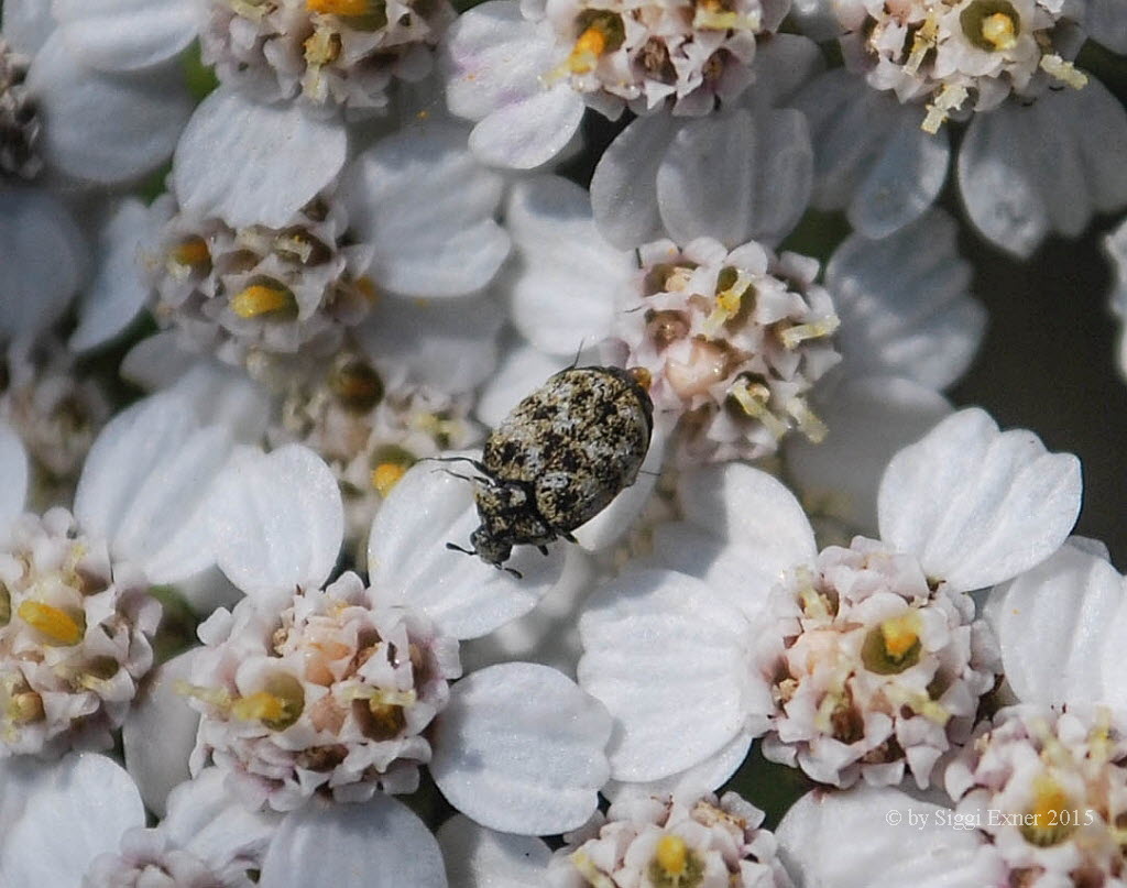 Anthrenus verbasci Wollkrautbltenkfer