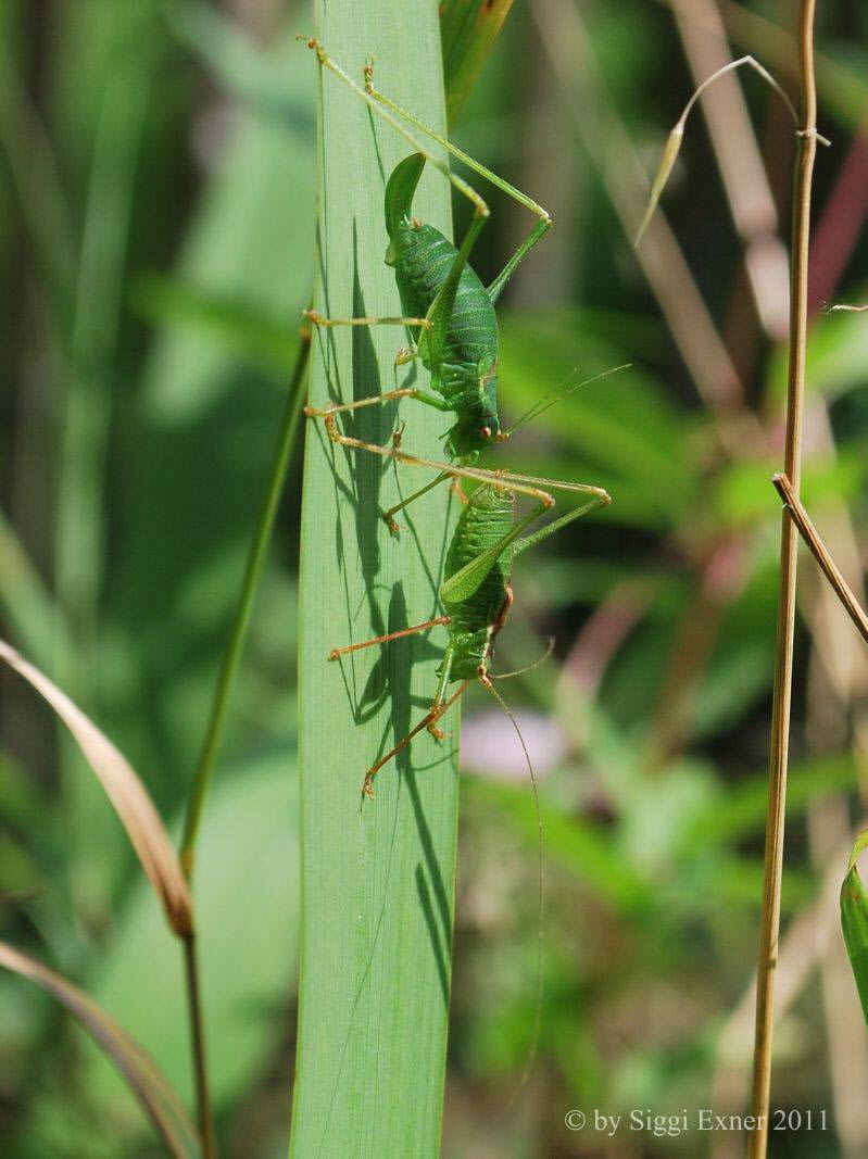 Punktierte Zartschrecke Leptophyes punctatissima