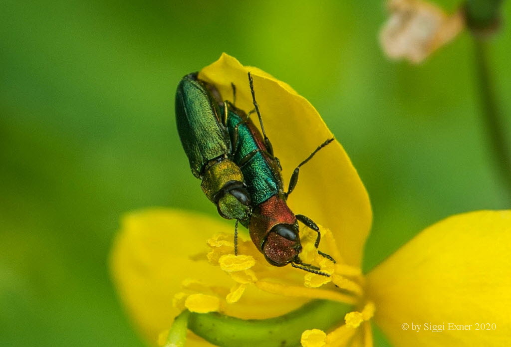 Zierlicher Prachtkfer Anthaxia nitidula