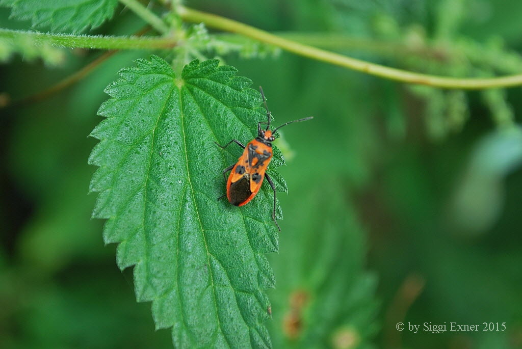 Zimtwanze Corizus hyoscyami