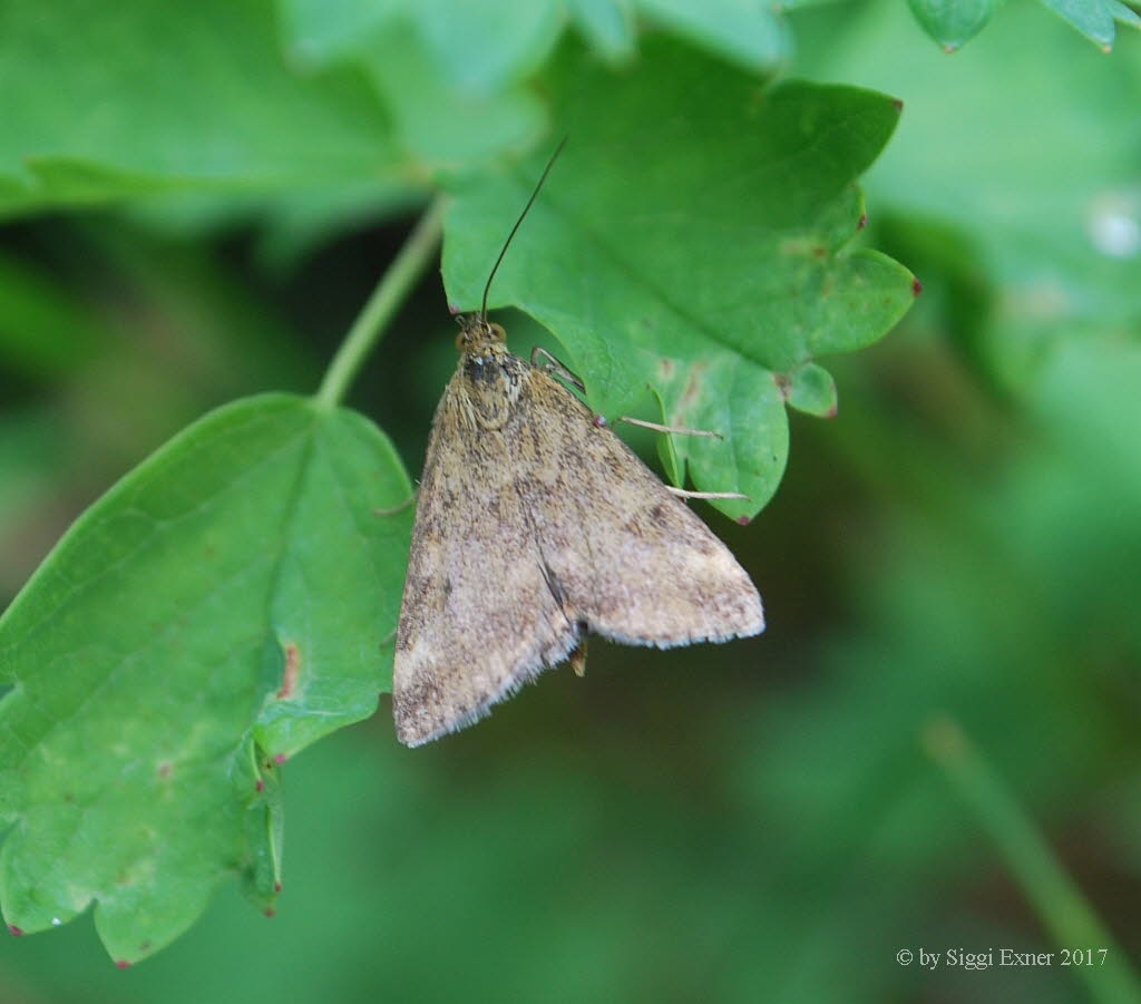 Loxostege sticticalis Rbenznsler