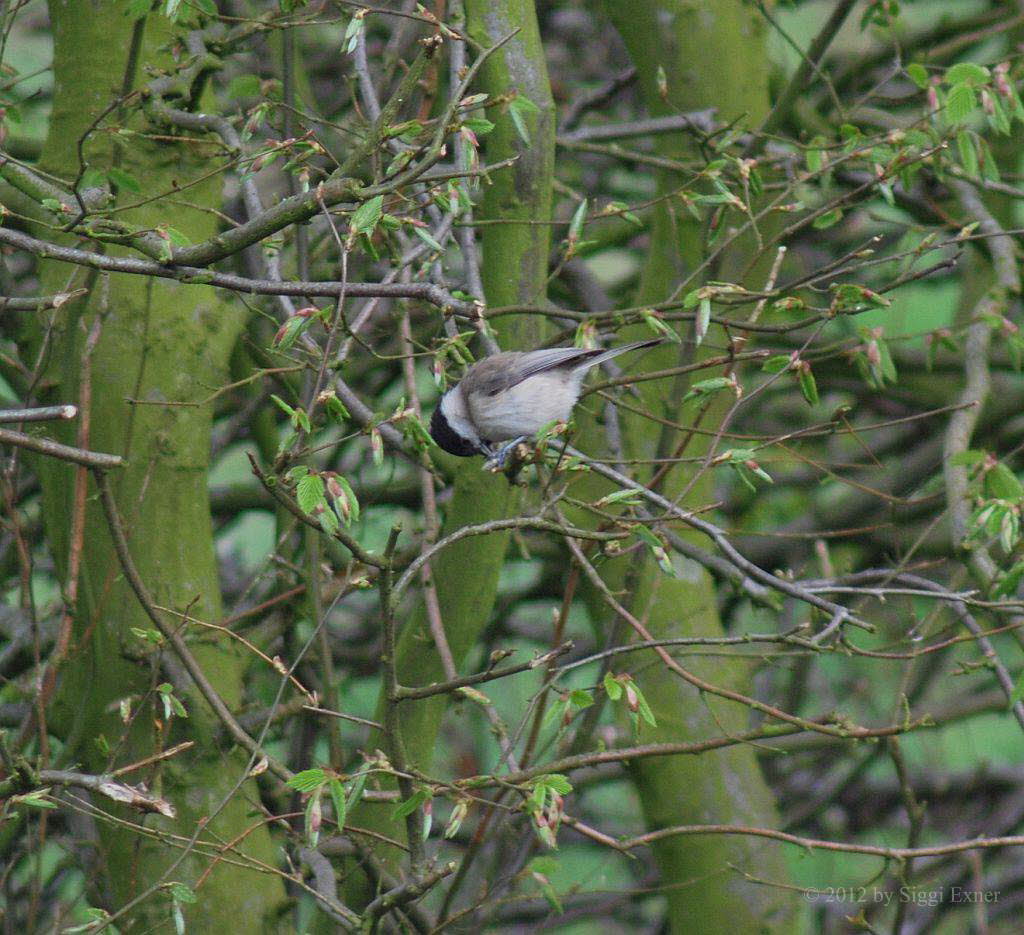 Sumpfmeise Parus palustris