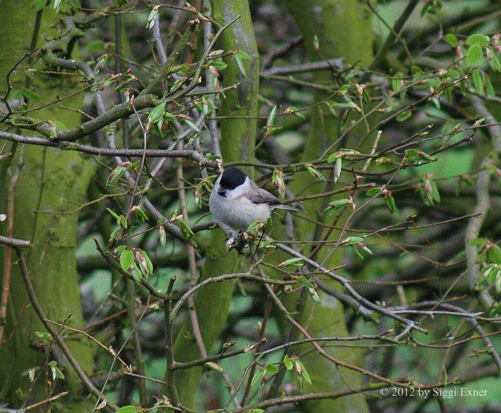 Sumpfmeise Parus palustris