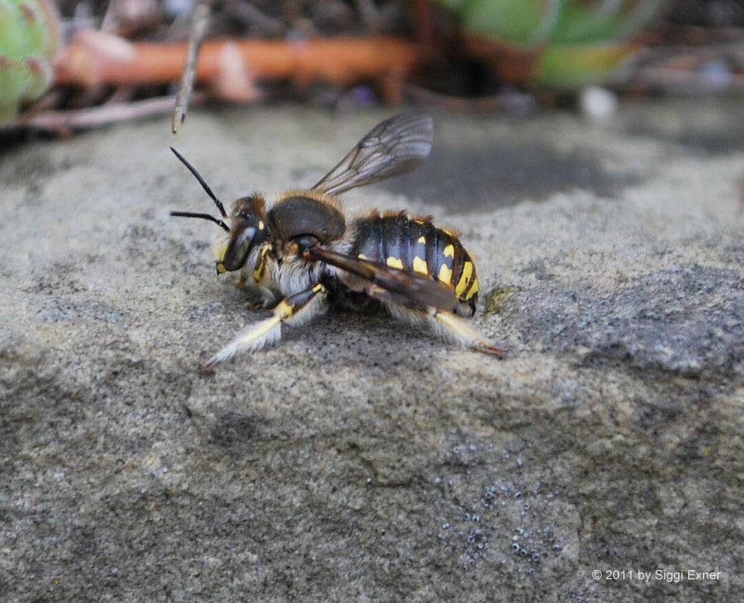 Groe Wollbiene Anthidium manicatum